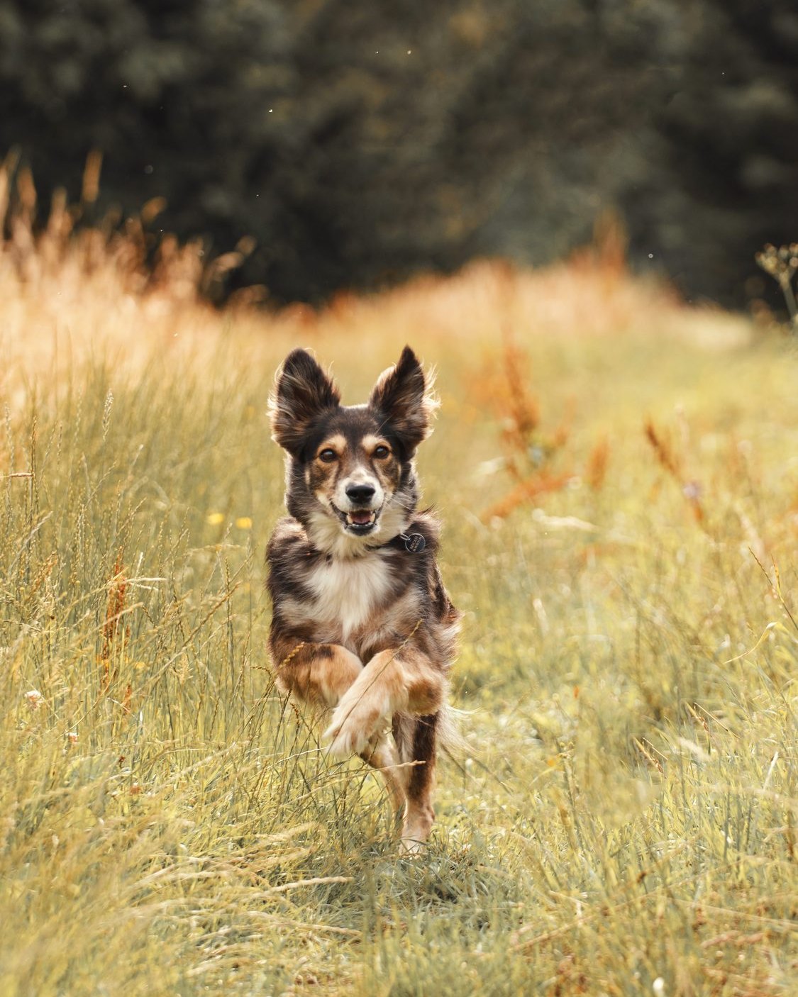 Chien courant dans un champ