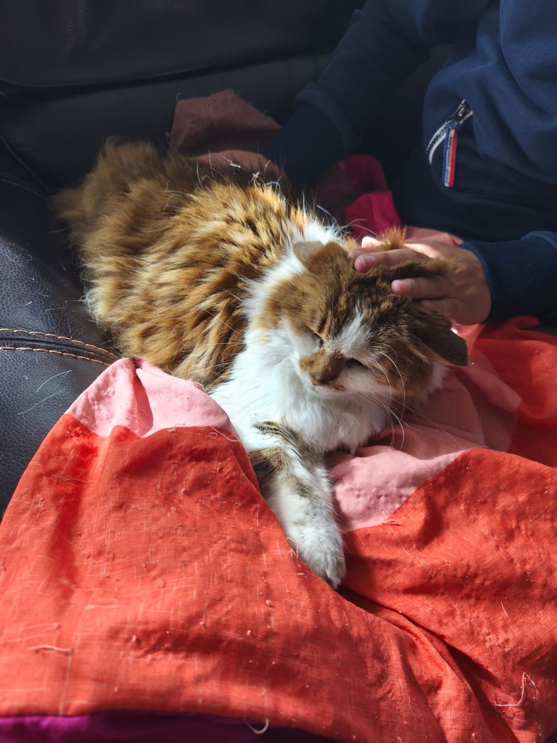 Chat câliné