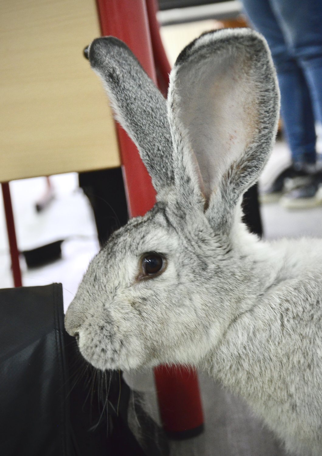 Lapin gris de profil