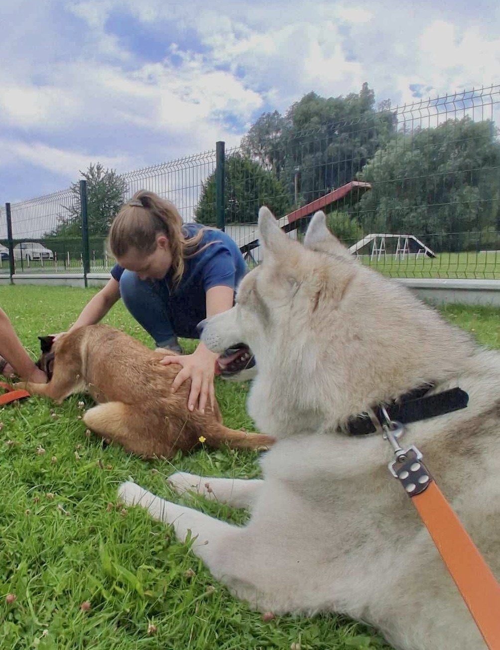 Séance d'ostéopathie sur un chien dans l'herbe, un second chien au premier plan