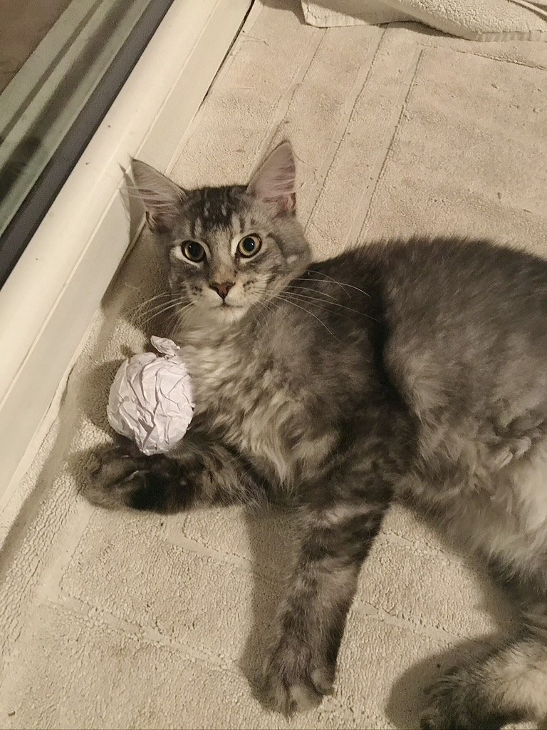 Chat tigré allongé sur un tapis clair