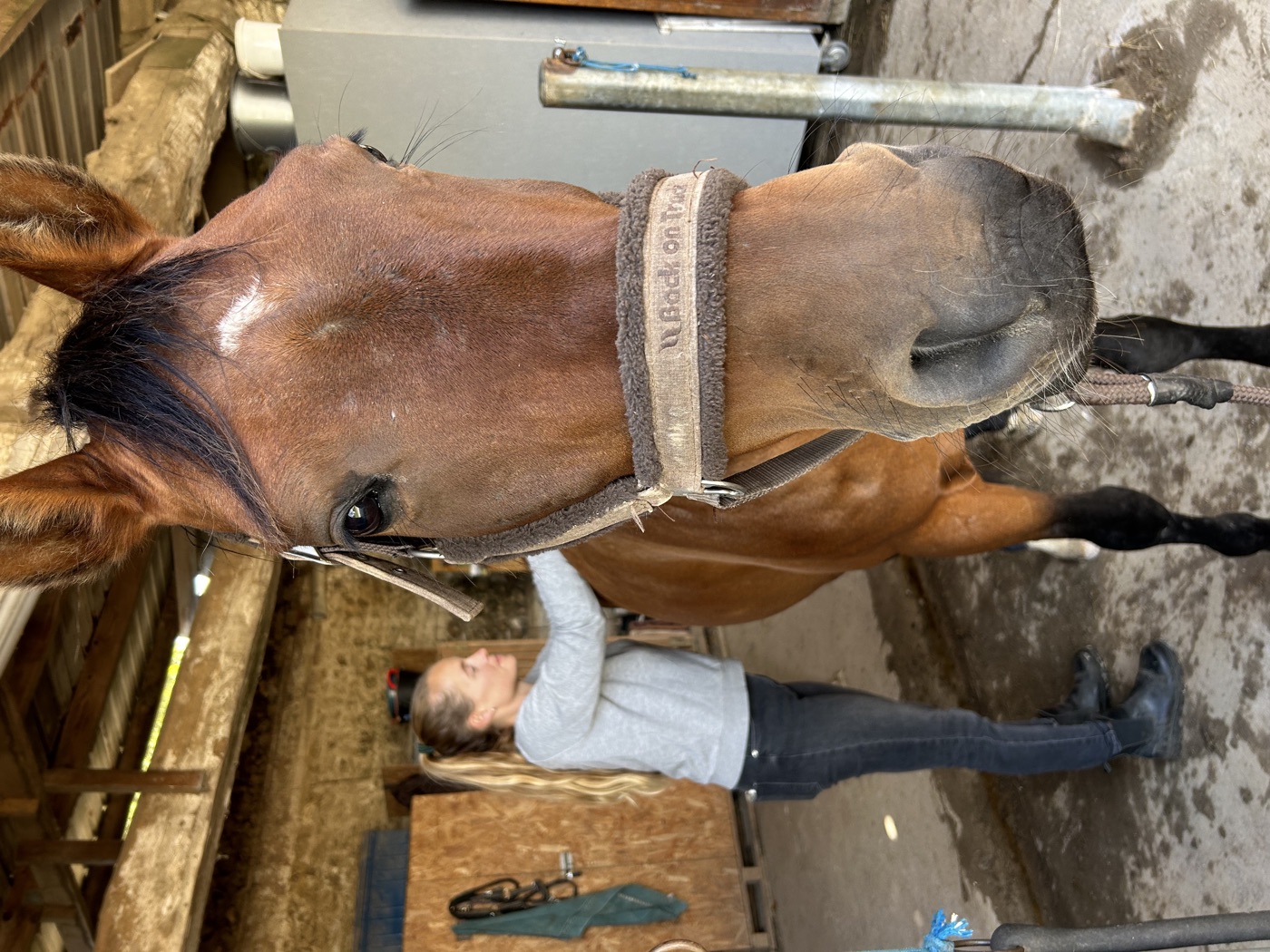 Séance d'ostéopathie sur la tête d'un cheval, geste manuel précis