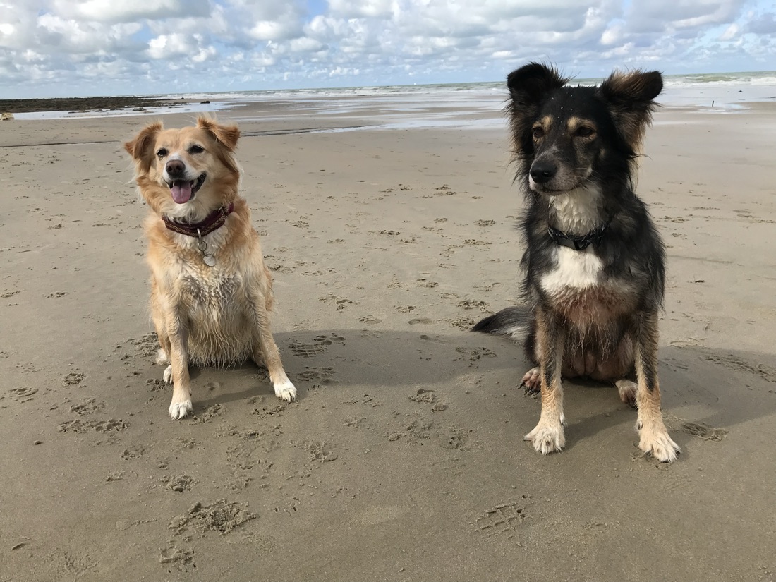 Deux chiens sur une plage normande