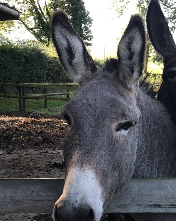 Âne au pré, la tête posée sur une barrière