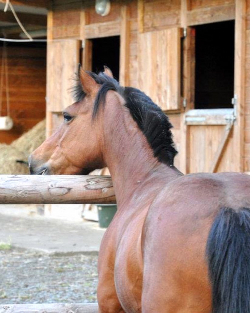 Cheval devant les boxes d'une écurie