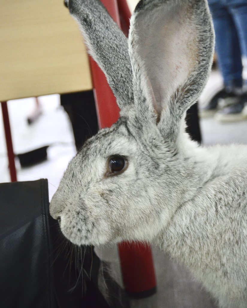 Lapin gris de profil